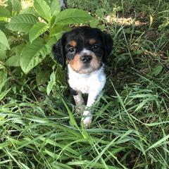 French Spaniel Puppies from Swift Family Farm LLC