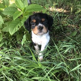 French Spaniel Puppies from Swift Family Farm LLC