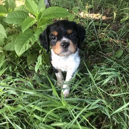 French Spaniel Puppies from Swift Family Farm LLC