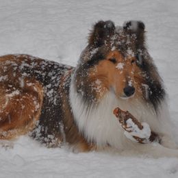 Collies from Isinglass Collies