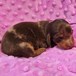 Ember - Dapple female Dachshund puppy in Anderson, California from Plum Fields Dachshunds