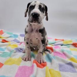 Knox - Harlequin male Great Dane puppy in Kannapolis, North Carolina from Carolina Great Danes & Toy Poodles