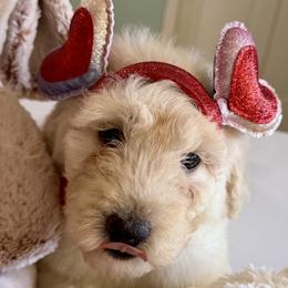 Amy - Cream female Goldendoodle puppy in Pensacola, Florida from Goldendoodles Love You in Pensacola Friend Edition