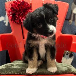 Miniature American Shepherd, Miniature Australian Shepherd, and Toy Australian Shepherd Puppies from Goading Glee Glade