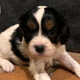 Girl 2 - Cavapoo puppy from Clark Hill Farm