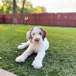 Dean - Parti male Goldendoodle puppy in Dallas County, Texas from Dream A Little Doodle