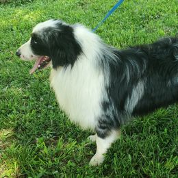 Checkers - Australian Shepherd