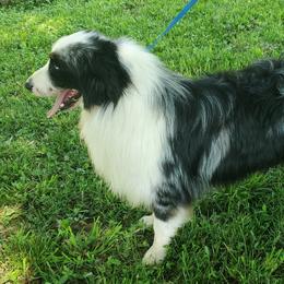 Checkers - Australian Shepherd