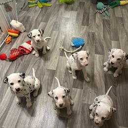 Dalmatian puppies from Prestige Dalmatians