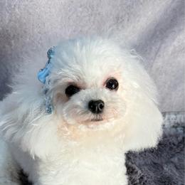 Bijou Lilya - White female Maltipoo puppy in San Diego, Temecula, Ontario, California from Yorkie & Maltese Royalty
