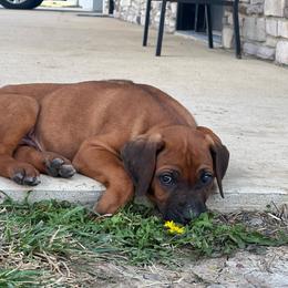 Louis - Rd whtn brn nose male Rhodesian Ridgeback puppy in Botkins, Ohio from River Rock Ridgebacks