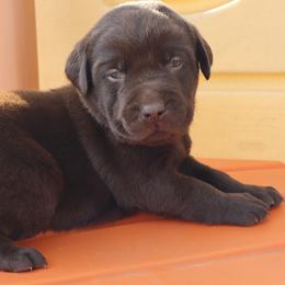 Puddles - Chocolate male Labrador Retriever puppy in Camden, Indiana from Camden's Caring Canines