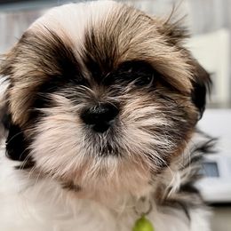 Gracie - Tricolor female Shih Tzu puppy in Buena Park, California from LowCol Ranch