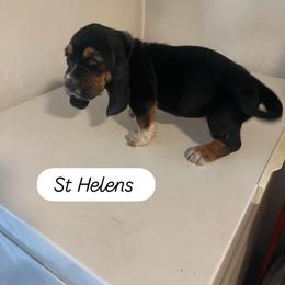 St Helens - Black tan and white female Basset Hound puppy in Salem, Oregon from Idagon Bassets