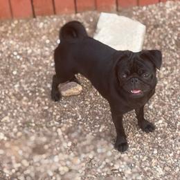 Graycee - Pug