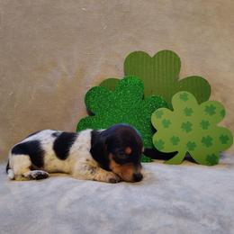 Puppy 5 - Black and tan male Dachshund puppy in Riverside, California from Saddle Up Dachshunds