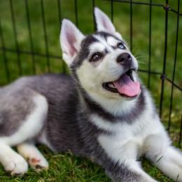 Siberian Husky Puppies from PNWHuskies