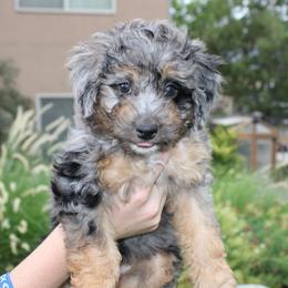 Sage - Merle female Bernedoodle puppy in Eagle Mountain, Utah from Fur Real Puppies.