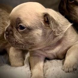 Samson - Blue fawn male French Bulldog puppy in Hudsonville, Michigan from Willow Farm