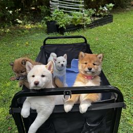 Shiba Inu Puppies from H & J Shiba Inu’s