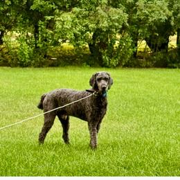 Shadow - Blue male Poodle puppy in Wentworth, South Dakota from PaintersPreciousPoodles