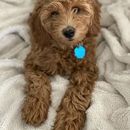 Goldendoodle Puppies from Patton Doodles