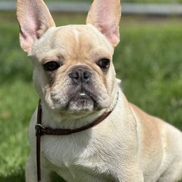 French Bulldog and Labrador Retriever Puppies from Desiree Ortiz's French Bull Dogs and Labrador Retrievers