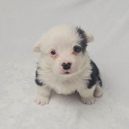 Draco Malfoy-full length tail - Black and tan male Pembroke Welsh Corgi puppy in Deming, New Mexico from Dragon Ridge Corgis