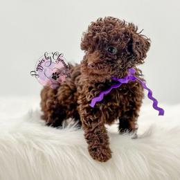 Purple Girl - Brown female Poodle puppy in Vandalia, Illinois from Puppies By CHARMM
