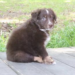 Bumble - Red tri-color male Australian Shepherd puppy in Macon, Georgia from Shaina’s Shepherds