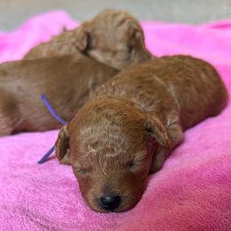 Amber - Red  female Poodle puppy in Elkhorn, Nebraska from Orel Toy & Miniature Poodles