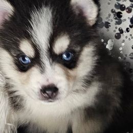 Aussiedoodles, Companion Crosses, Pomskies, and Pugs from Perfect Pugs