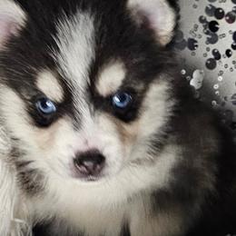 Aussiedoodles, Companion Crosses, Pomskies, and Pugs from Perfect Pugs