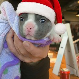 Kara - Blue female French Bulldog puppy in Fort Myers, Florida from Legends Frenchton's, French Bulldogs ,Boston Terriers, Reindeer chihuahuas & French Bullhuahua's