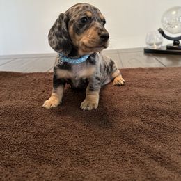 Dachshund Puppies from Lily’s Mini Dachshunds