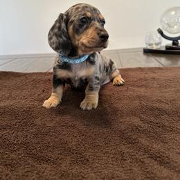 Dachshund Puppies from Lily’s Mini Dachshunds