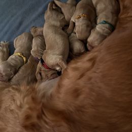 Tomato - Dark golden male Golden Retriever puppy in Eustis, Florida from Earley Goldens