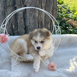 Pomsky Puppies from Lake in the hills Pomskies