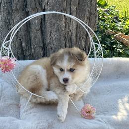 Pomsky Puppies from Lake in the hills Pomskies