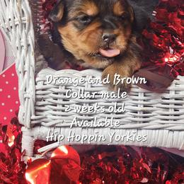 Yorkshire Terrier Puppies from Hip Hoppin Yorkies