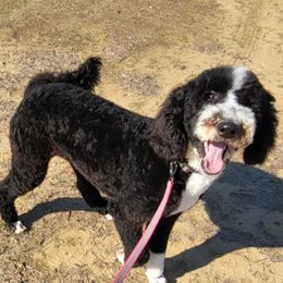 Luna - Poodle