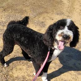 Luna - Poodle
