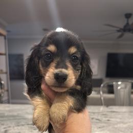 Buster - Black and cream male Dachshund puppy in Early, Texas from Ryan House Dachshunds