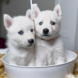 Siberian Husky Puppies from Snowy Siberians