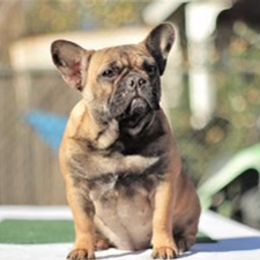 Molly - French Bulldog