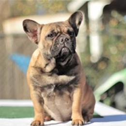 Molly - French Bulldog