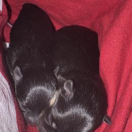 Boy 2 - Black and tan male Pomeranian puppy in Plantersville, Texas from Endure Farm & Homestead