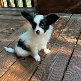 Cody - White black and tan male Papillon puppy in Benton, Arkansas from Mama's Pride