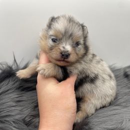 Prince - Blue merle male Pomeranian puppy in Bogata, Texas from Kerrie’s Pomeranian