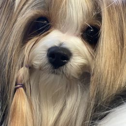 DeeDee - Biewer Terrier